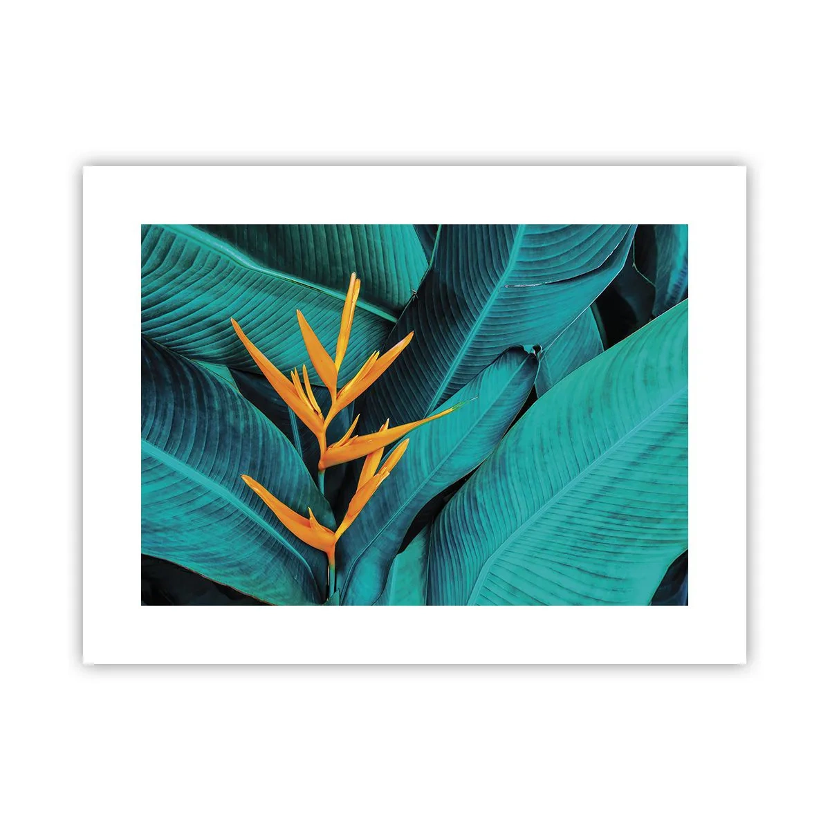 Poster - Eden-Blume - 40x30 cm