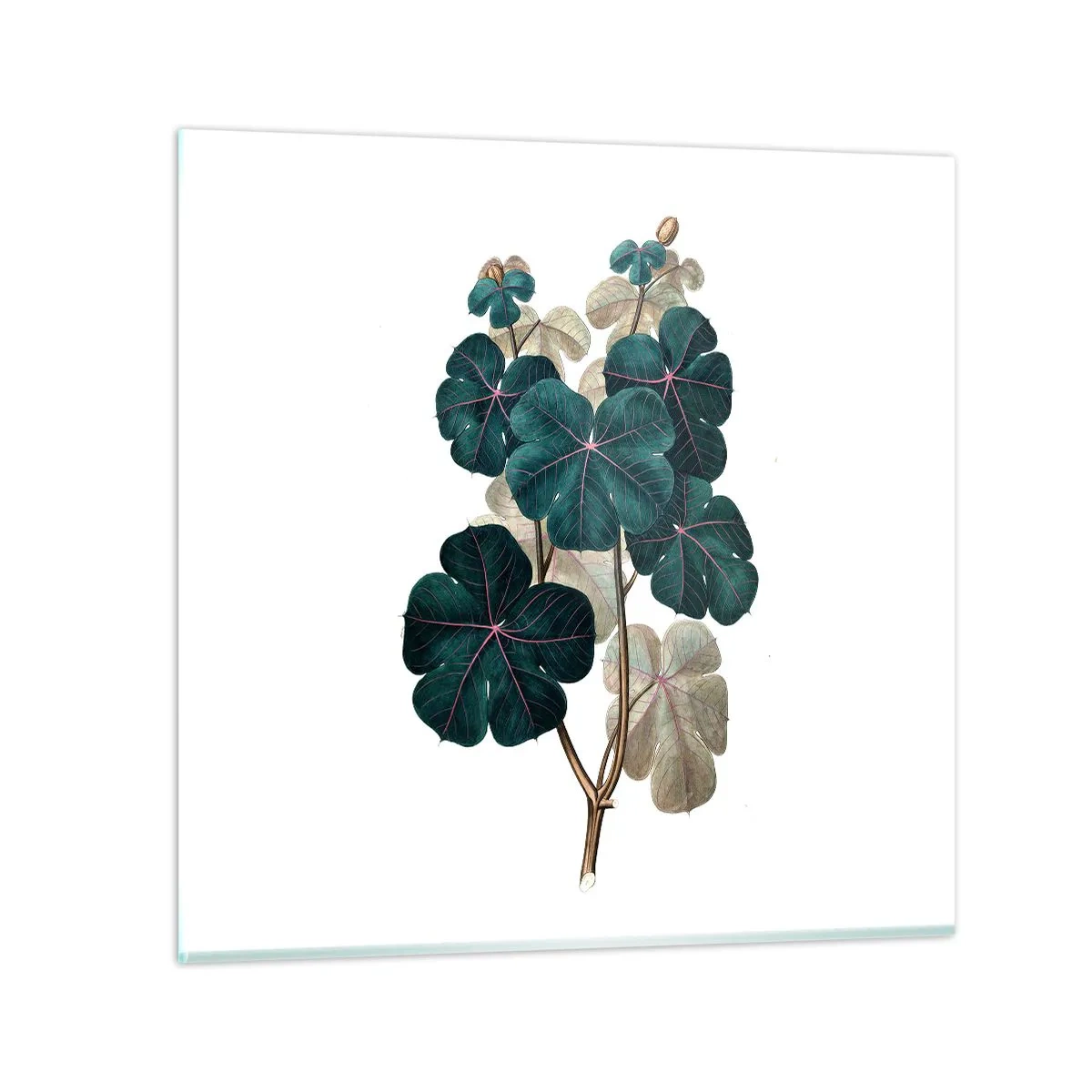 Glasbild - Bild auf glas - Aus dem alten Herbarium - 30x30 cm