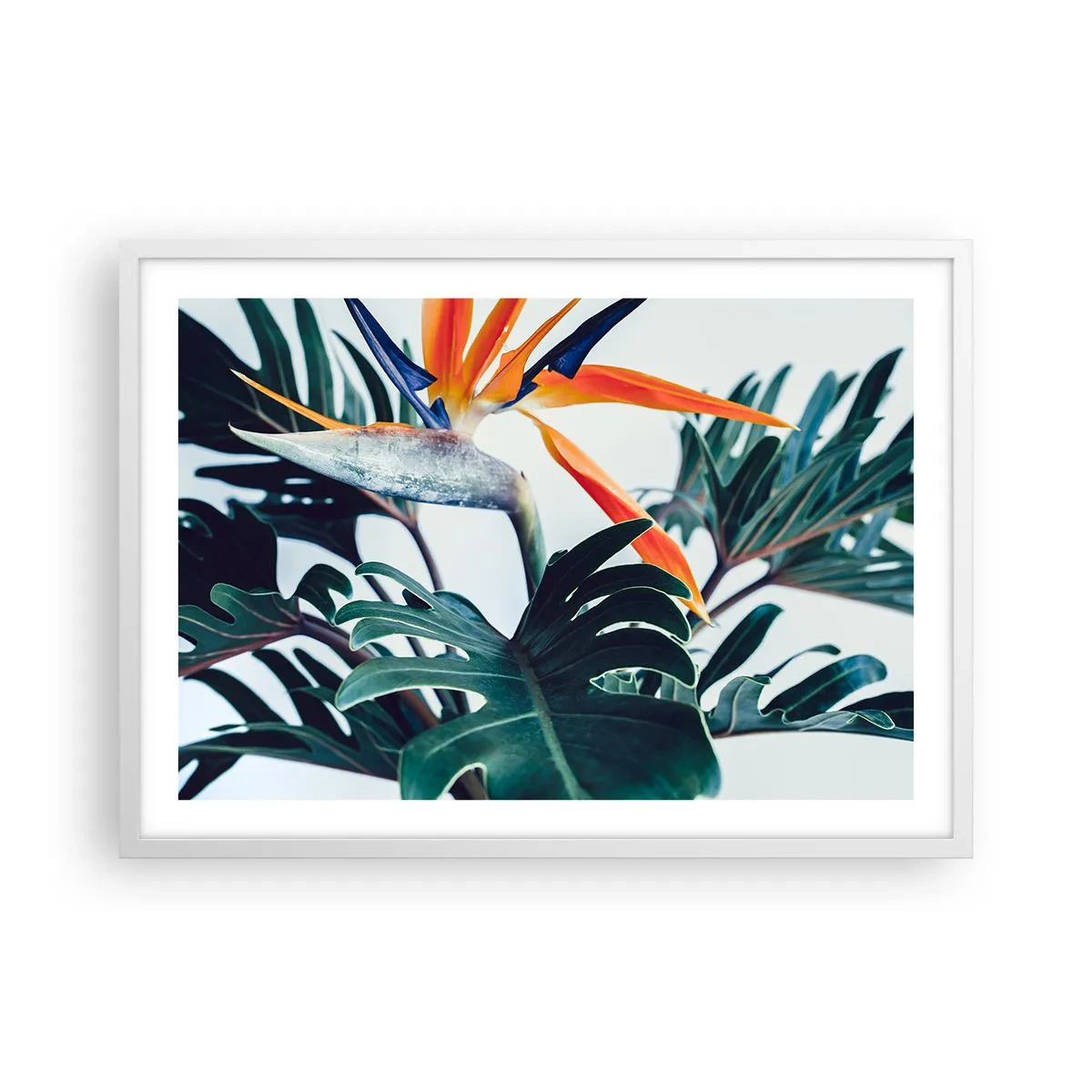 Poster in einem weißen Rahmen - Vogelbusch - 70x50 cm