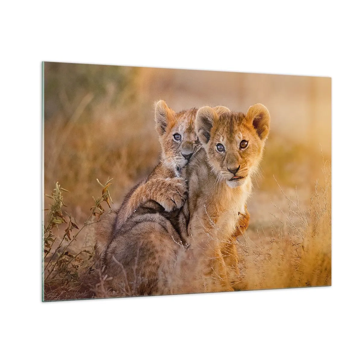 Glasbild - Bild auf glas - Zwei junge Löwenbabys in einer natürlichen Savanne - 100x70cm - Bitte nicht stören! Wir haben Spaß - Moderne Wanddekoration für Wohnzimmer und Schlafzimmer ARTTOR