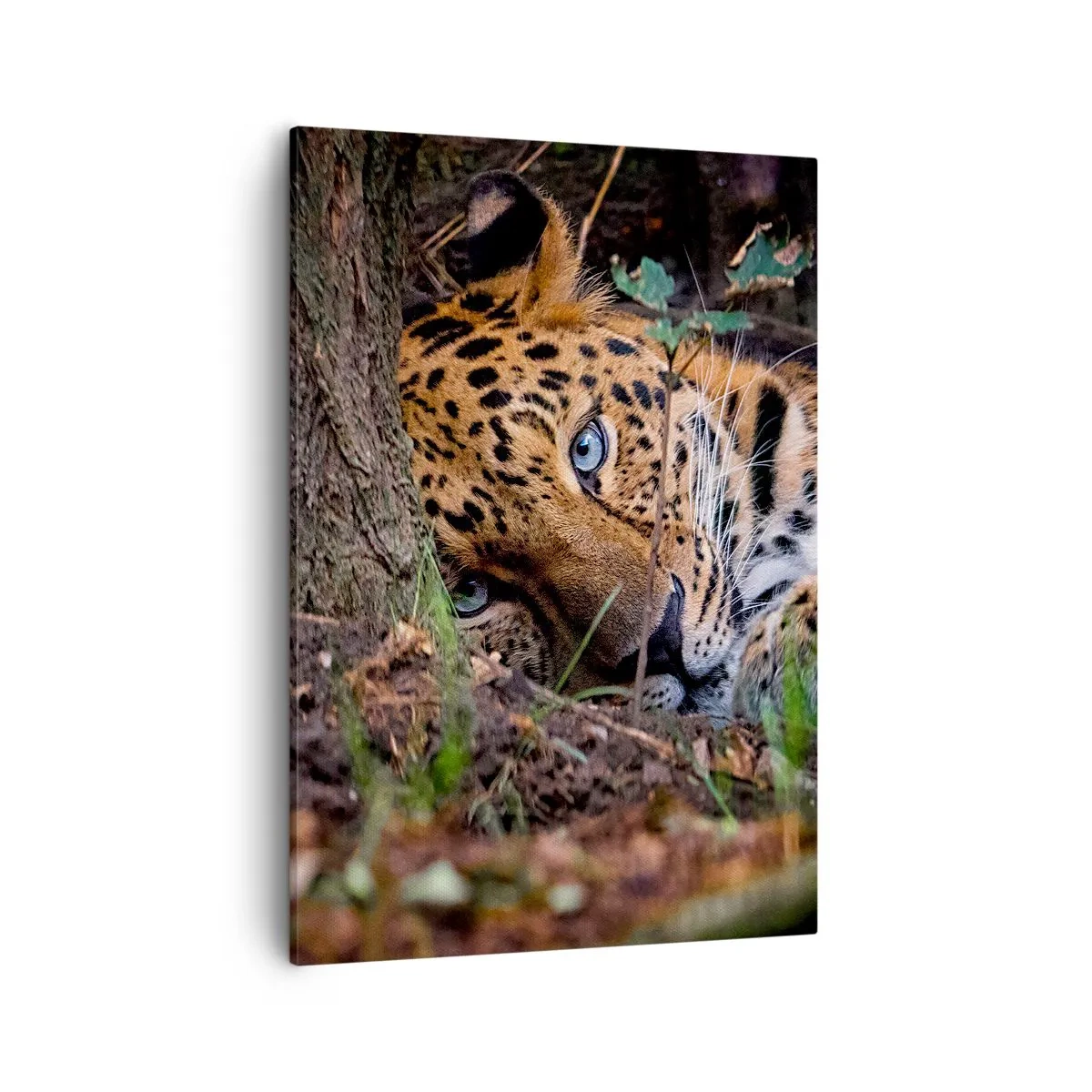 Bild auf Leinwand - Leinwandbild - Ein Leopard, der im Schatten der Bäume liegt - 50x70cm - Vertrau mir - Moderne Wanddekoration für Wohnzimmer und Schlafzimmer ARTTOR