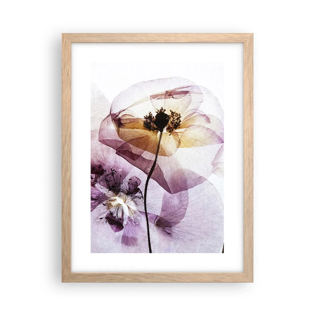 Poster in einem Rahmen aus heller Eiche - Transparente Körperblumen - 30x40 cm