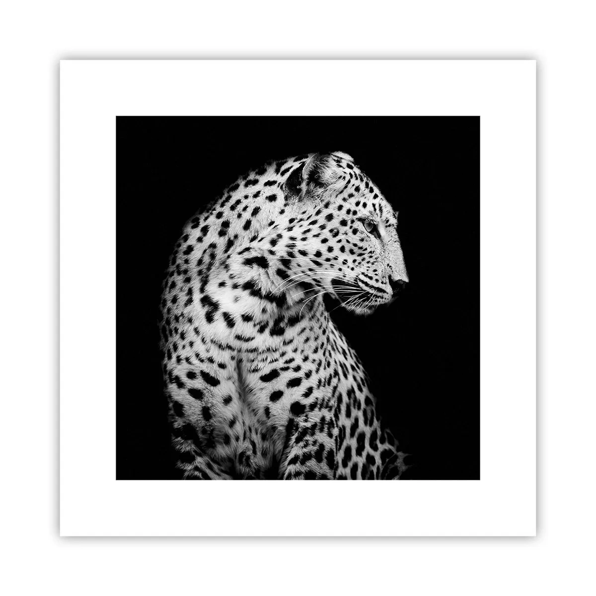 Poster - Rechtes Profil perfekt! - 30x30 cm