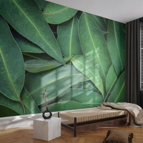 Selbstklebende Fototapete Deluxe Sticker - Saftig und frisch - Blätter, Eukalyptus, Natur - 400x280 cm