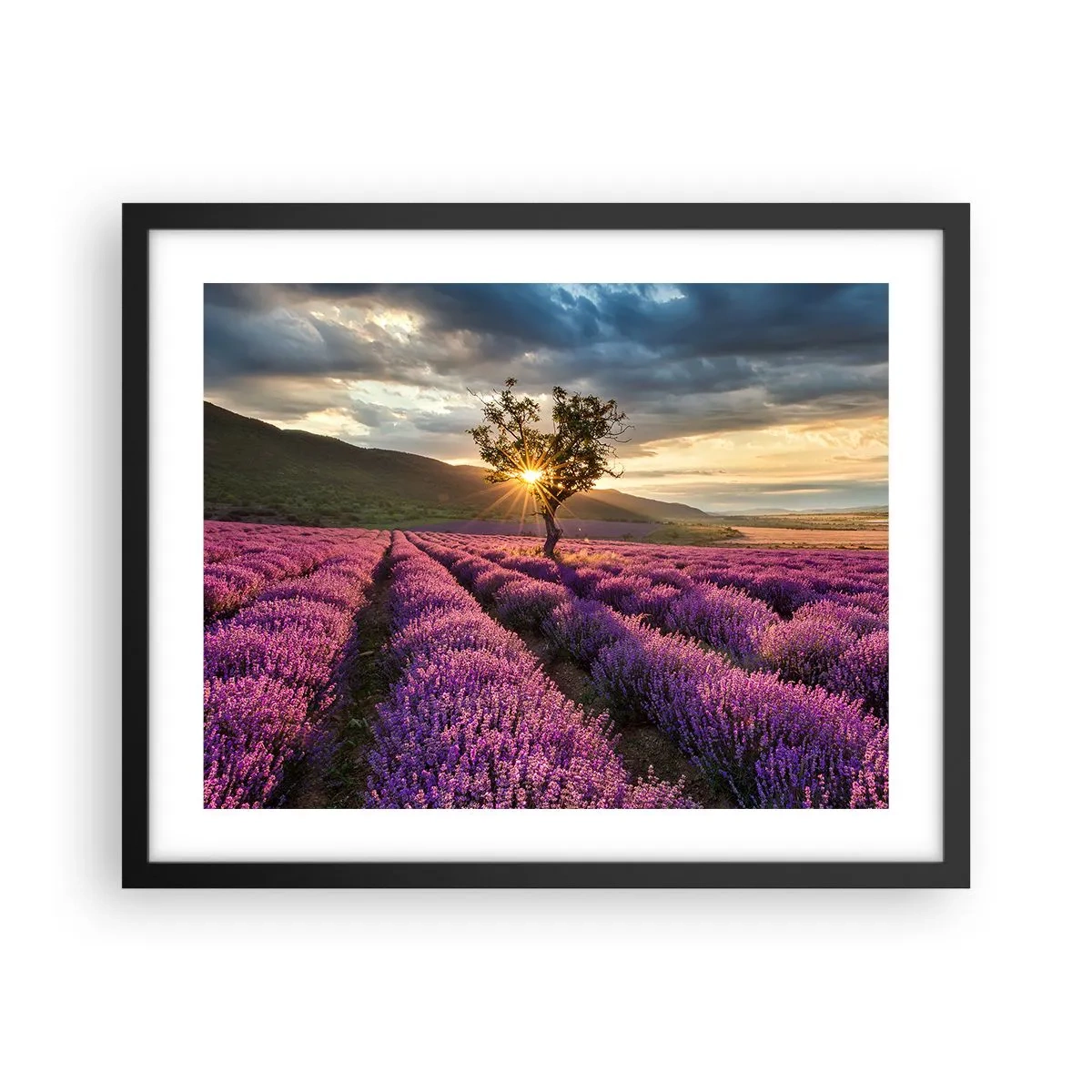 Poster in einem schwarzem Rahmen - Fliederfarbenes Aroma - 50x40 cm