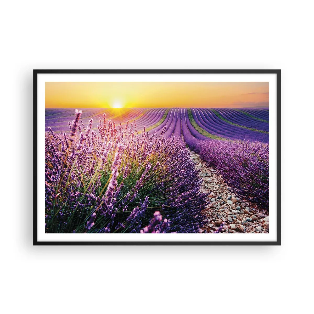 Poster in einem schwarzem Rahmen - Lavendelfeld bei Sonnenuntergang - 100x70cm - Duftende Kornfelder - Moderne Wanddekoration für Wohnzimmer und Schlafzimmer ARTTOR