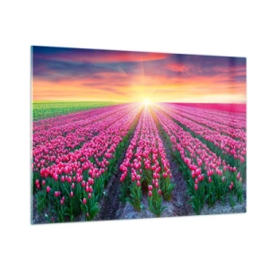 Glasbild - Bild auf glas - Ein Feld mit rosa Tulpen in den Strahlen der untergehenden Sonne - 100x70cm - Schönheitsfarm - Moderne Wanddekoration für Wohnzimmer und Schlafzimmer ARTTOR