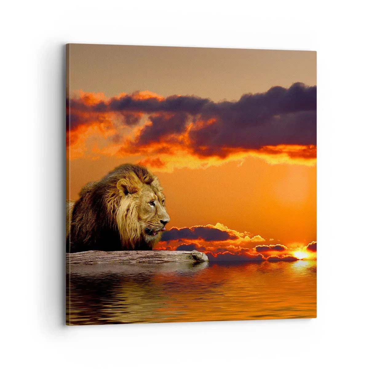 Bild auf Leinwand - Leinwandbild - König der Natur - 70x70 cm