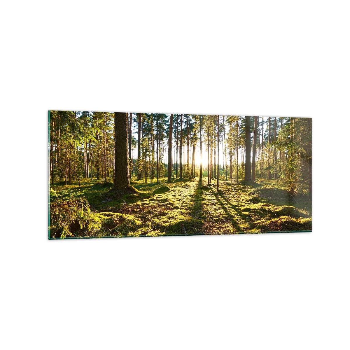 Glasbild - Bild auf glas - Grüner Wald, beleuchtet durch Sonnenlicht auf dem Moos - 120x50cm - … Hinter den sieben Wäldern - Moderne Wanddekoration für Wohnzimmer und Schlafzimmer ARTTOR