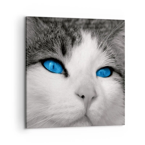 Bild auf Leinwand - Leinwandbild - Ungewöhnlich blauäugig - 60x60 cm