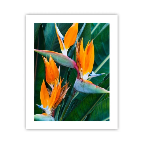 Poster - Ist es eine Blume oder ist es ein Vogel? - 40x50 cm