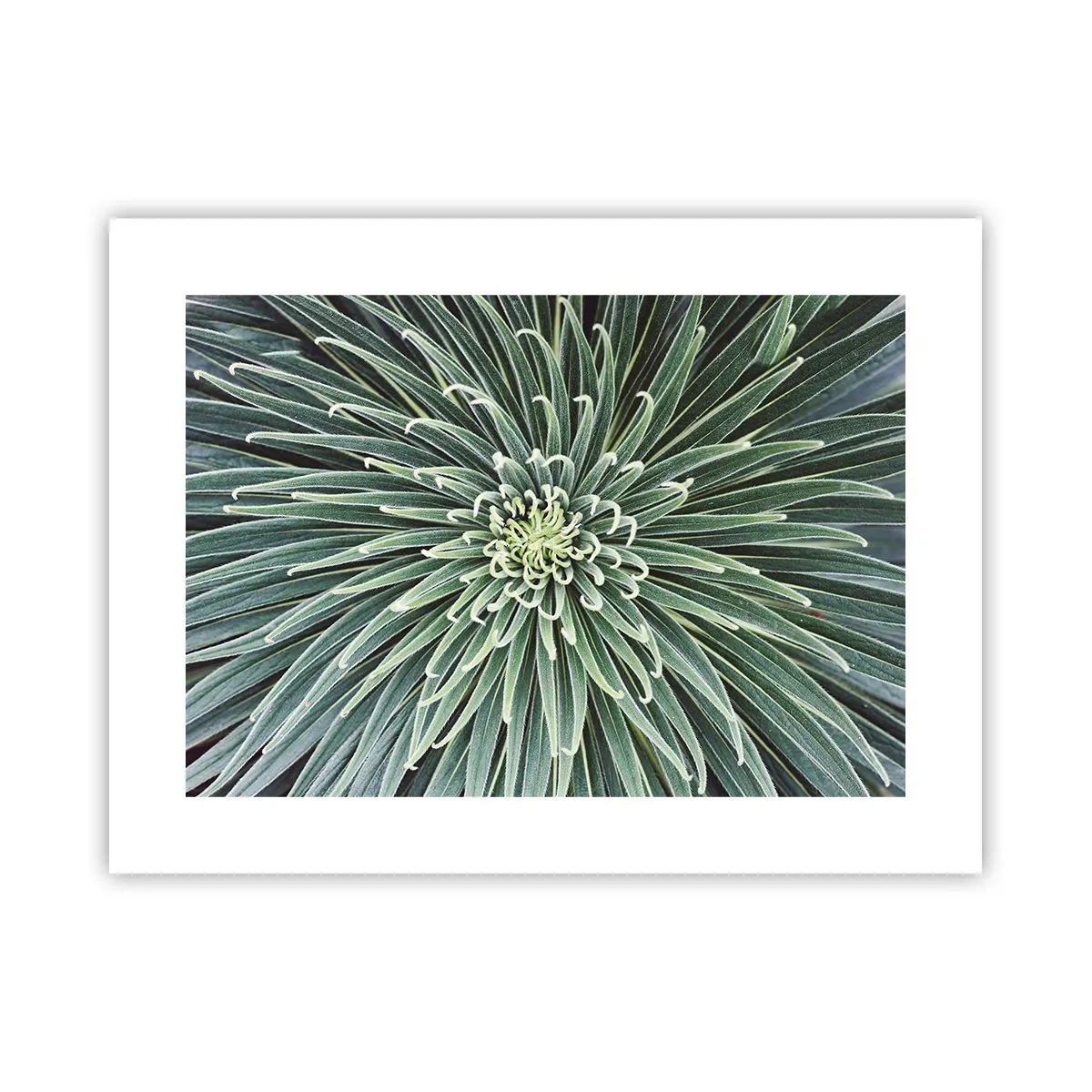 Poster - Ein Star ist geboren - 40x30 cm