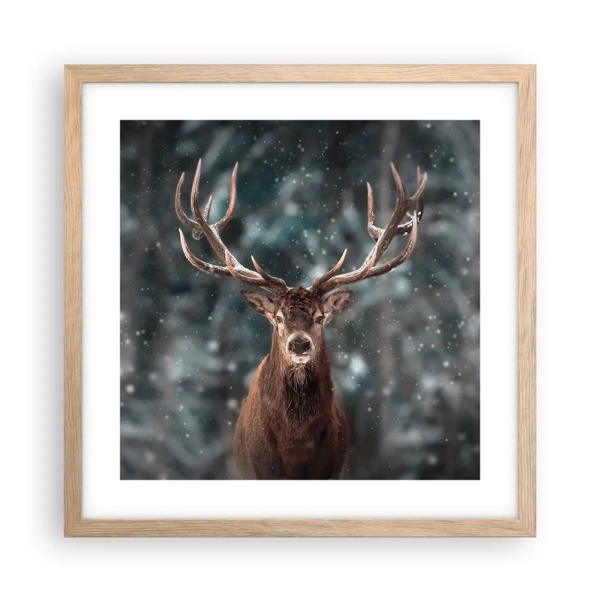 Poster in einem Rahmen aus heller Eiche - Gekrönter König des Waldes - 40x40 cm