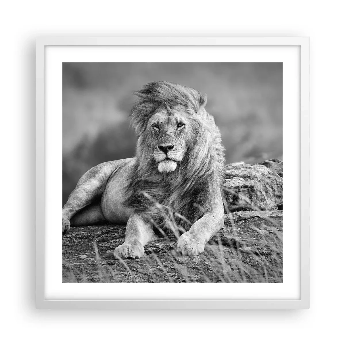 Poster in einem weißen Rahmen - Königliche Siesta - 50x50 cm