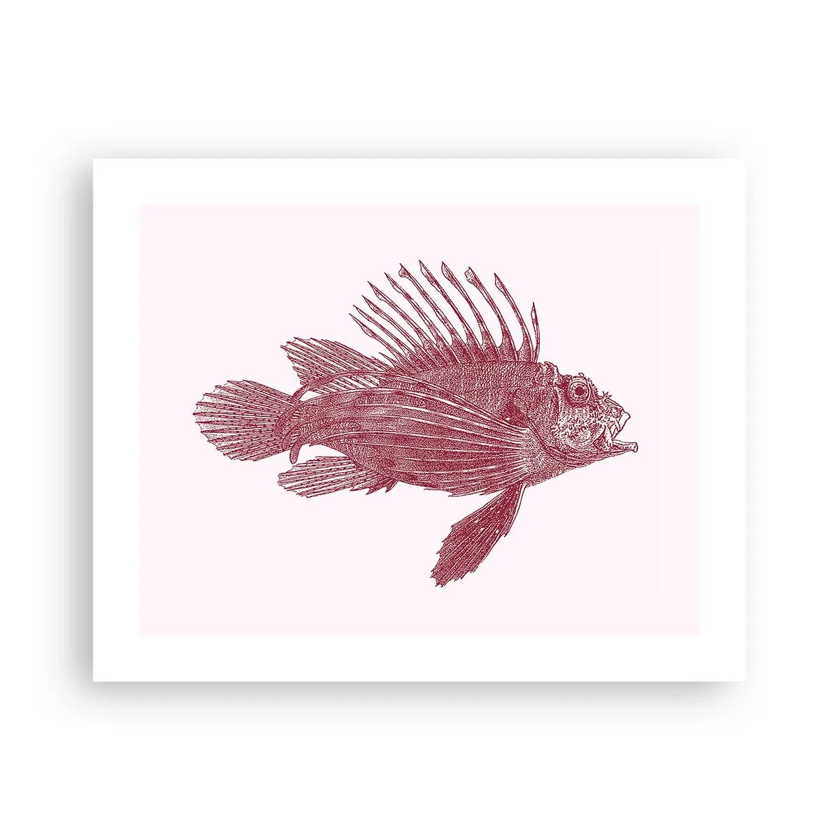 Poster - Bewohner exotischer Gewässer - 50x40 cm