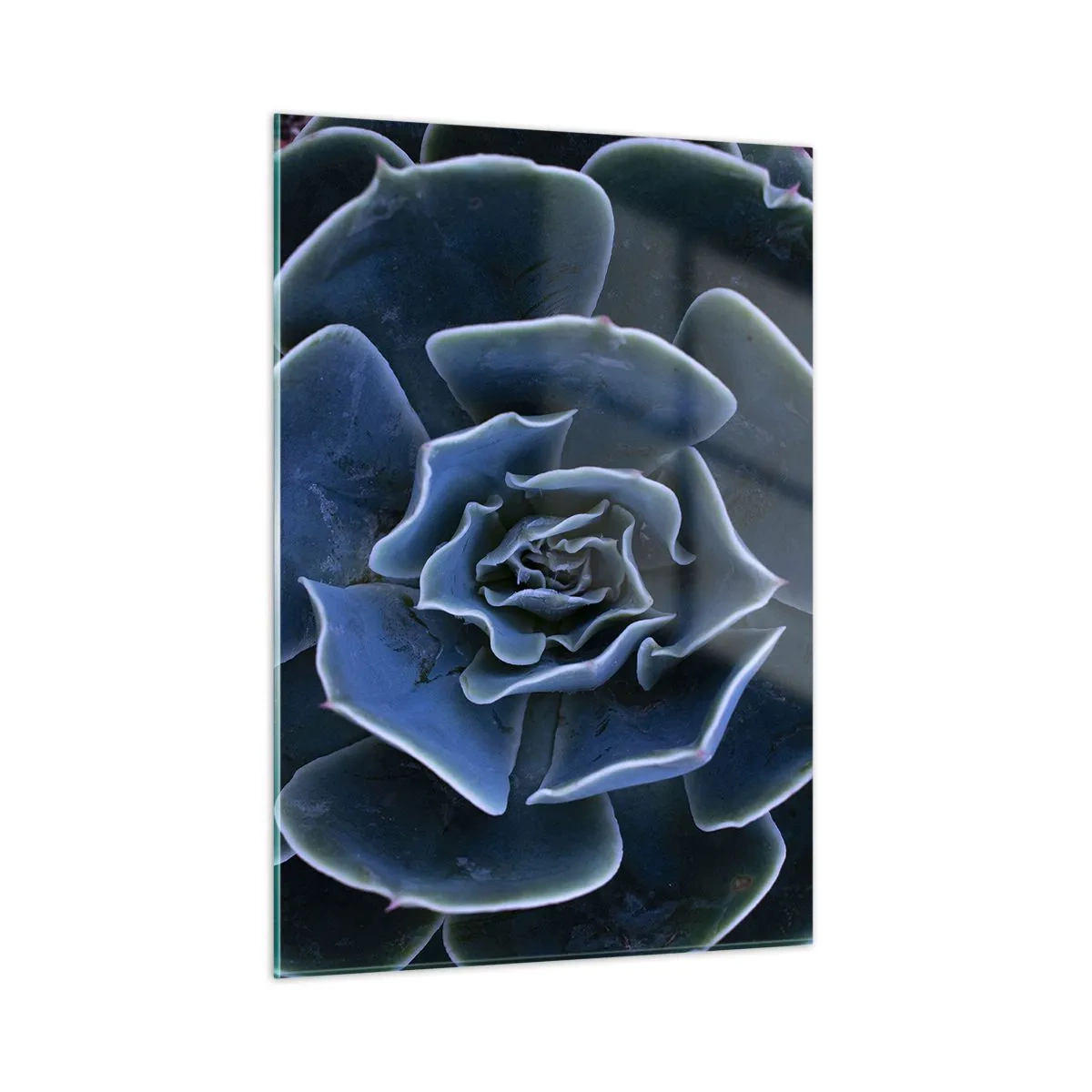 Glasbild - Bild auf glas - Makrofotografie einer Sukkulente in kühlen Blautönen - 50x70cm - Wüstenblume - Moderne Wanddekoration für Wohnzimmer und Schlafzimmer ARTTOR