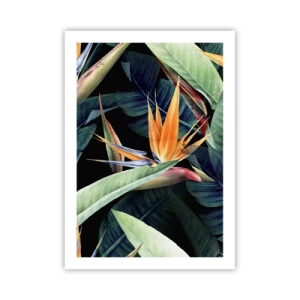 Poster - Exotische Strelitzia-Blume auf dunklem Hintergrund - 50x70cm - Flammende Blumen der Tropen - Moderne Wanddekoration für Wohnzimmer und Schlafzimmer ARTTOR