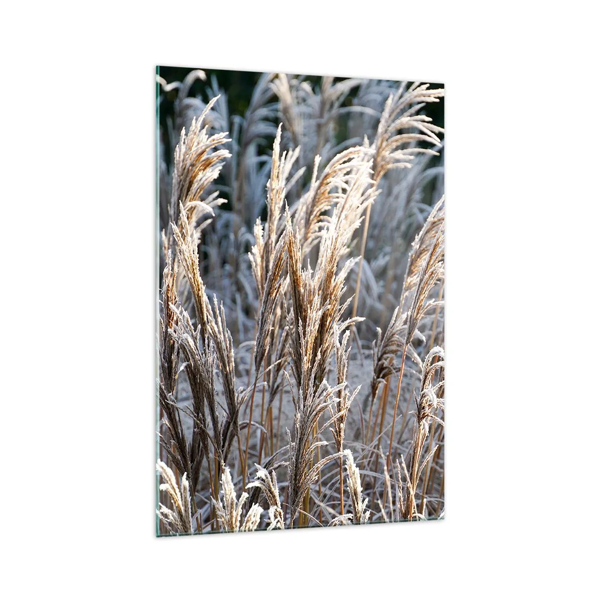 Glasbild - Bild auf glas - Winterliche Grashalme mit Frost bedeckt vor einem dunkelgrünen Hintergrund - 70x100cm - Gekleidet mit Frost - Moderne Wanddekoration für Wohnzimmer und Schlafzimmer ARTTOR