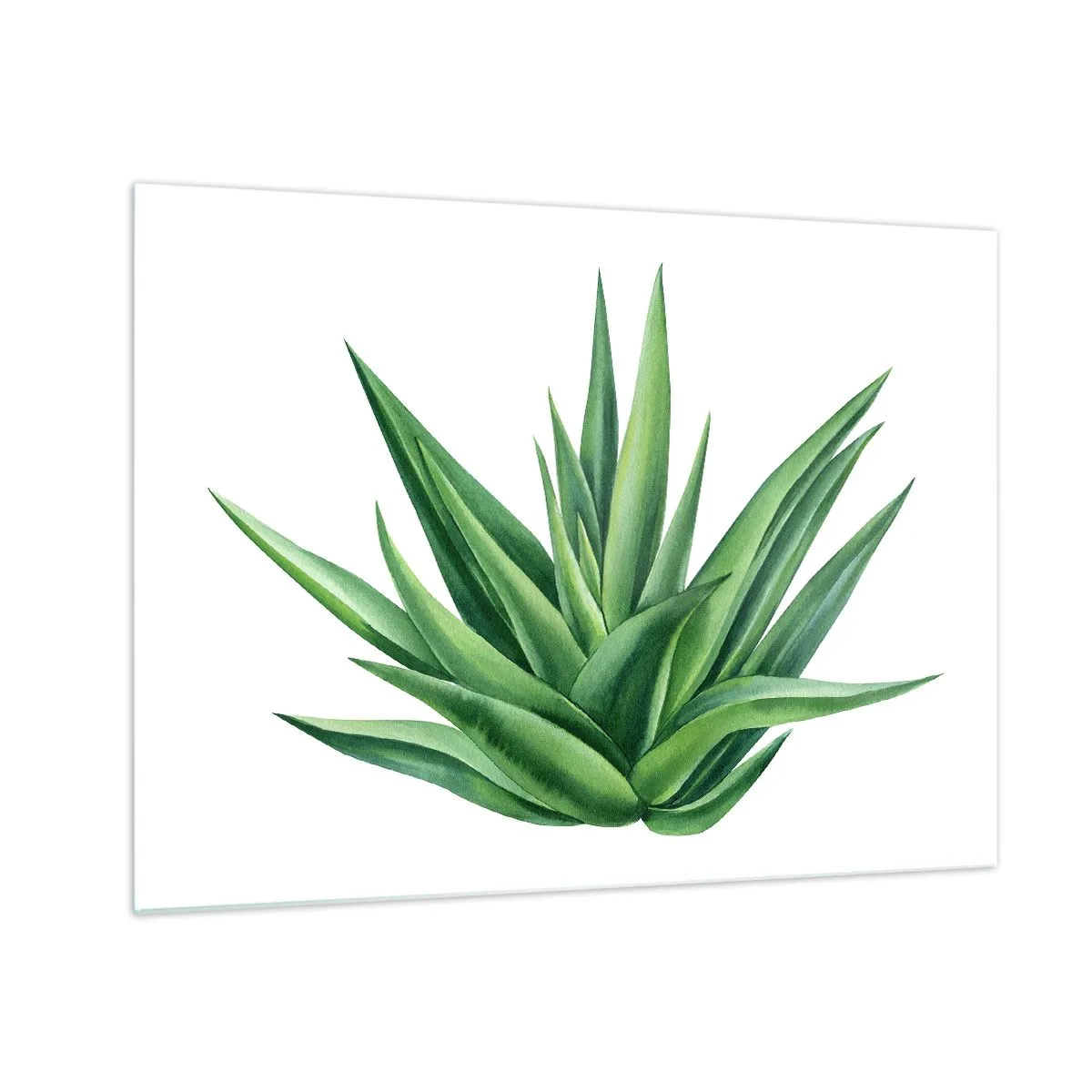 Glasbild - Bild auf glas - Eine grüne Pflanze mit fleischigen Blättern auf weißem Hintergrund - 70x50cm - Grün – Kraft – Leben - Moderne Wanddekoration für Wohnzimmer und Schlafzimmer ARTTOR