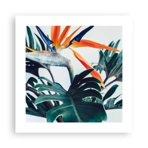 Poster - Vogelbusch - 40x40 cm