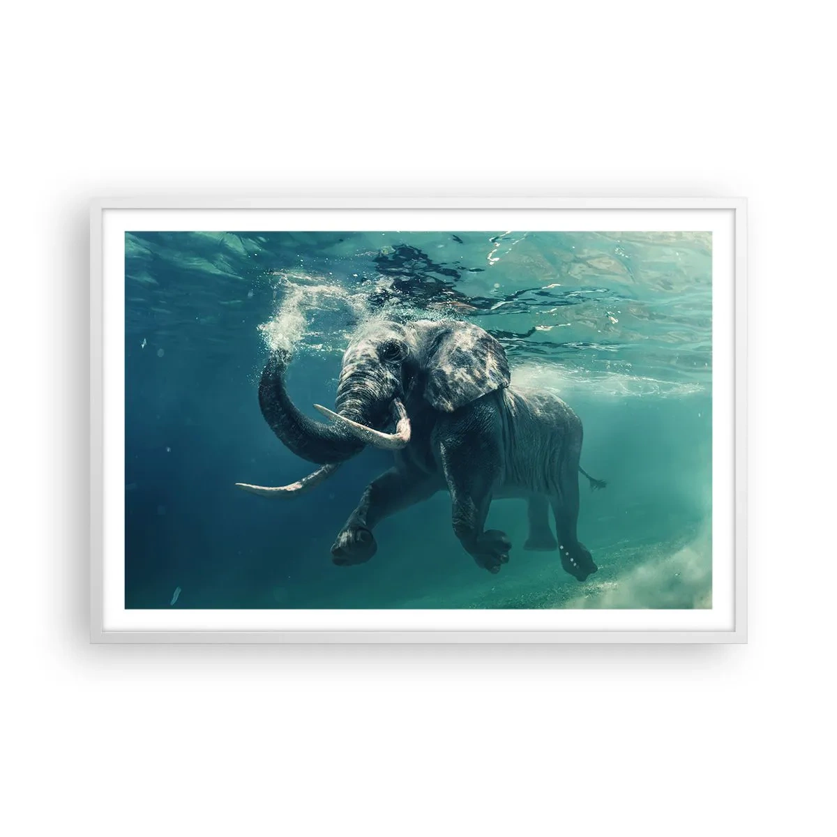 Poster in einem weißen Rahmen - Jeder schwimmt gerne - 91x61 cm