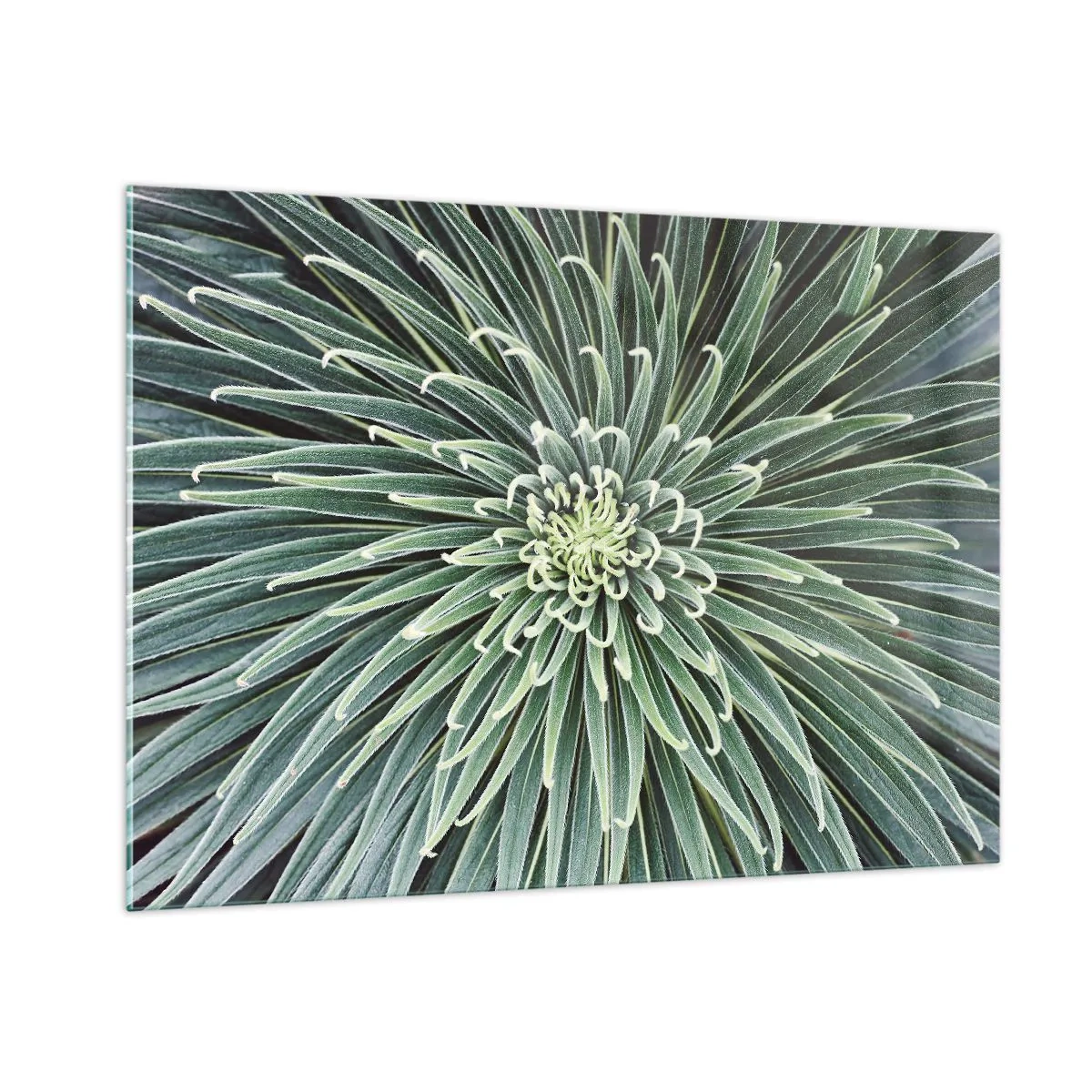 Glasbild - Bild auf glas - Symmetrische Rosette aus grünen Blättern in der Makrofotografie - 100x70cm - Ein Star ist geboren - Moderne Wanddekoration für Wohnzimmer und Schlafzimmer ARTTOR