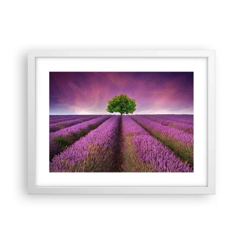 Poster in einem weißen Rahmen - Auf Lavendelfeldern - 40x30 cm