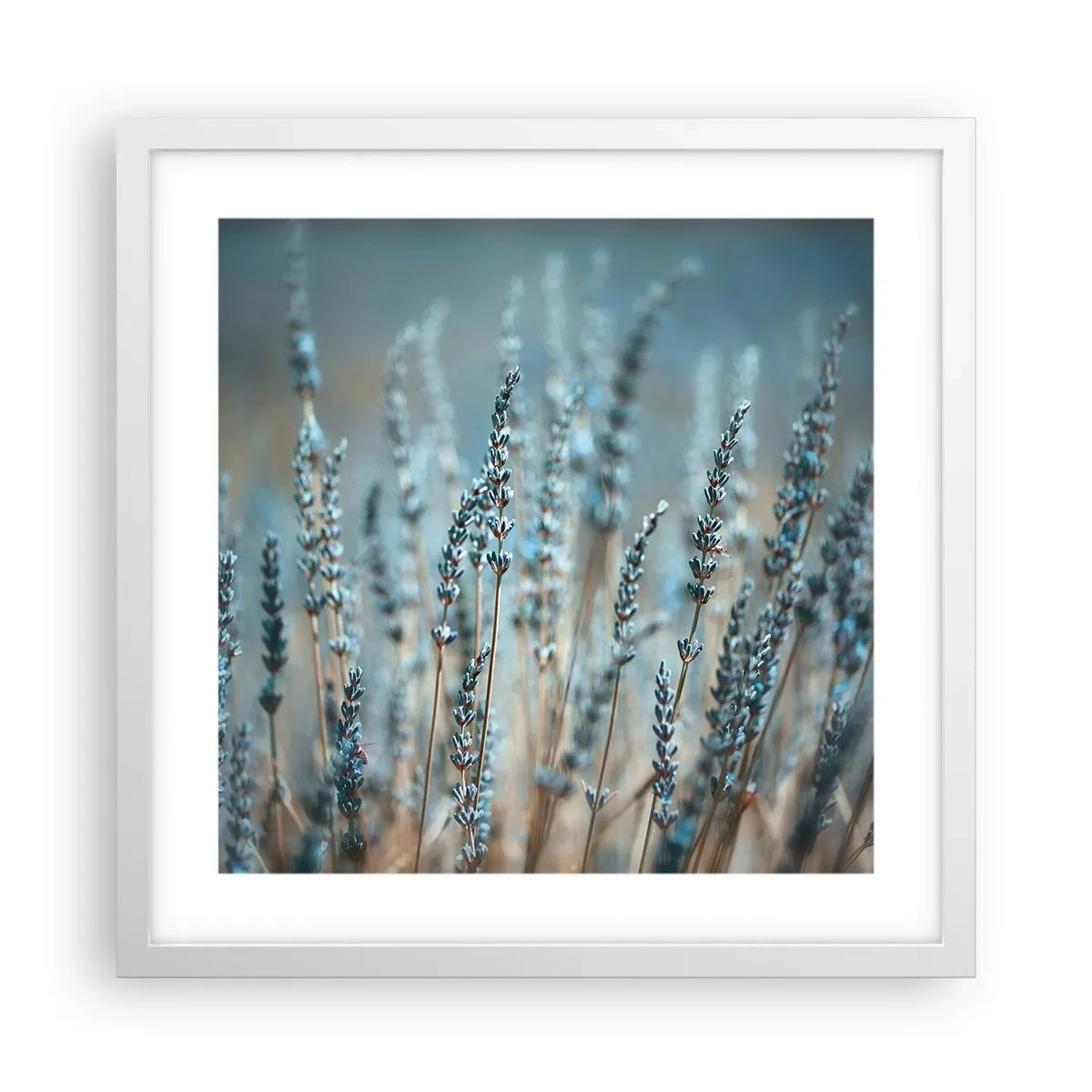 Poster in einem weißen Rahmen - Duftendes Kornfeld - 40x40 cm