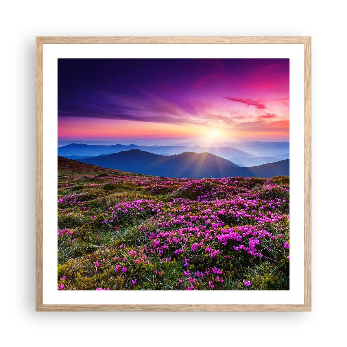 Poster in einem Rahmen aus heller Eiche - Kräuter dufteten nach frischen Trauben von den Feldern - 60x60 cm