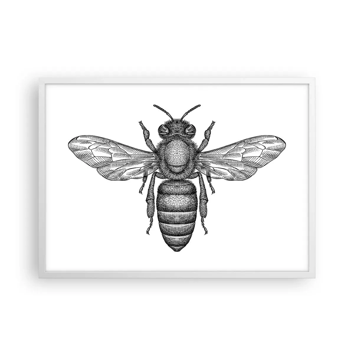 Poster in einem weißen Rahmen - Insektenporträt - 70x50 cm