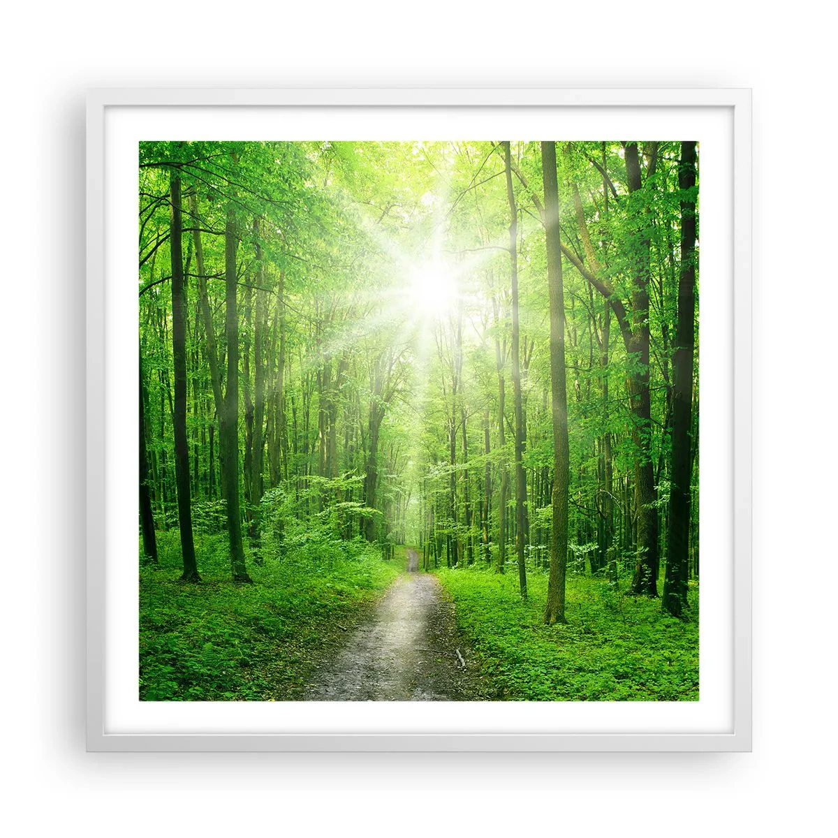 Poster in einem weißen Rahmen - Die grüne Kathedrale - 60x60 cm
