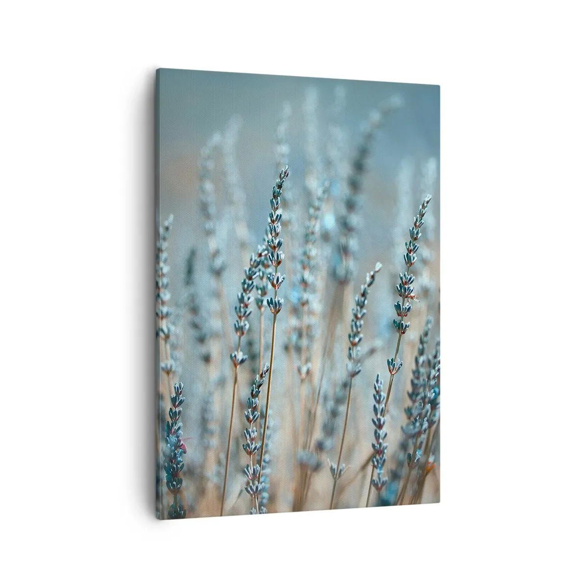 Bild auf Leinwand - Leinwandbild - Lavendel im Feld in dezenten Pastelltönen - 50x70cm - Duftendes Kornfeld - Moderne Wanddekoration für Wohnzimmer und Schlafzimmer ARTTOR