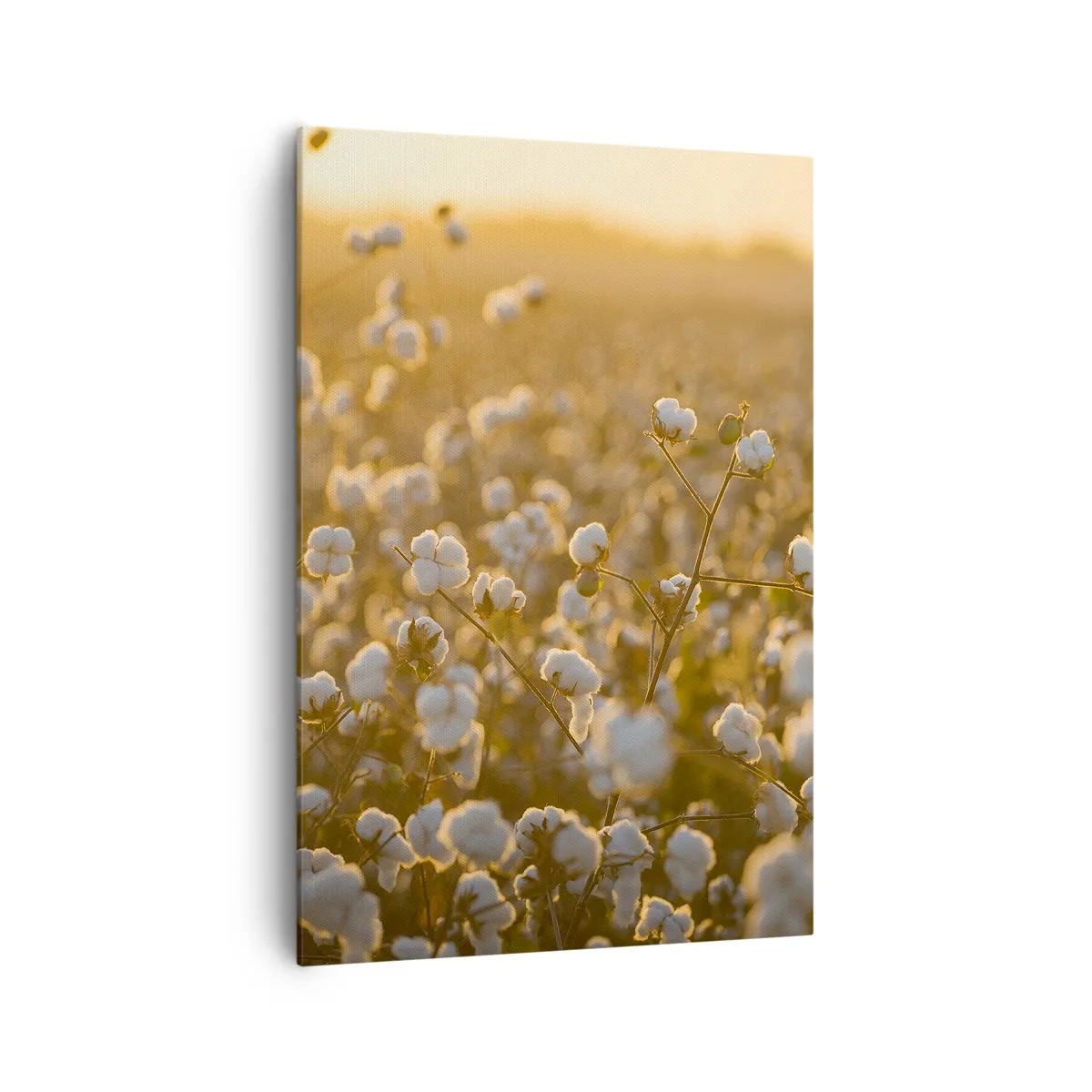 Bild auf Leinwand - Leinwandbild - Ein Baumwollfeld im warmen Licht der untergehenden Sonne - 70x100cm - Fluffiges Feld - Moderne Wanddekoration für Wohnzimmer und Schlafzimmer ARTTOR