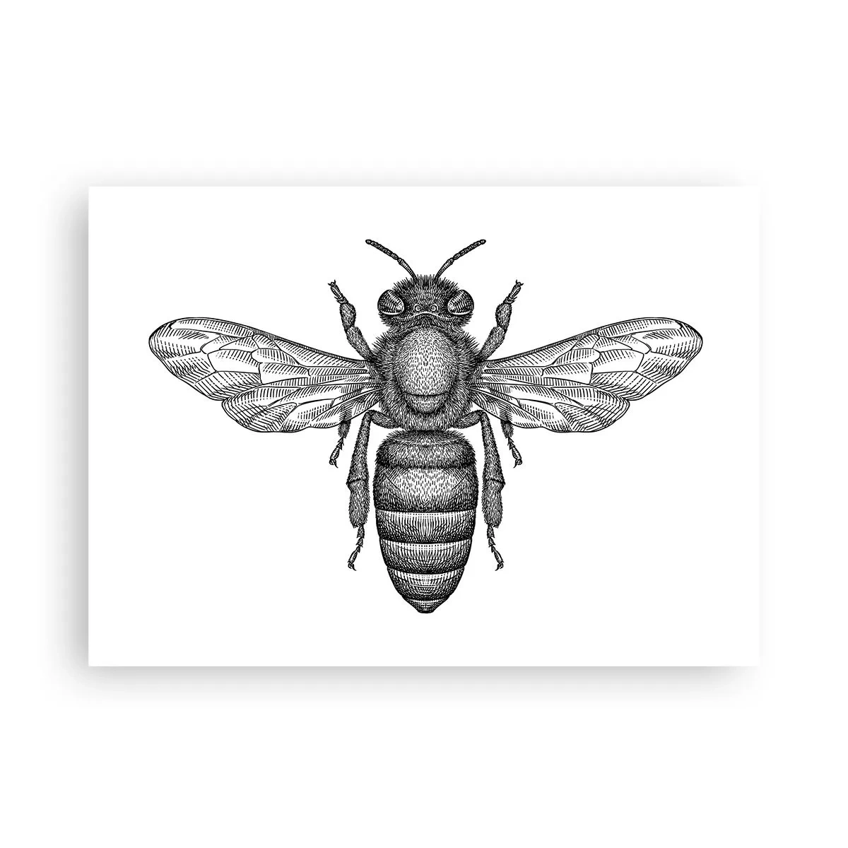Poster - Insektenporträt - 70x50 cm