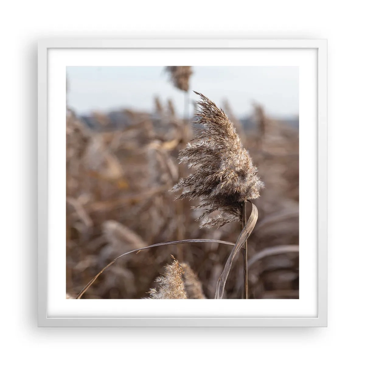 Poster in einem weißen Rahmen - Zeit, mit dem Wind zu gehen - 50x50 cm