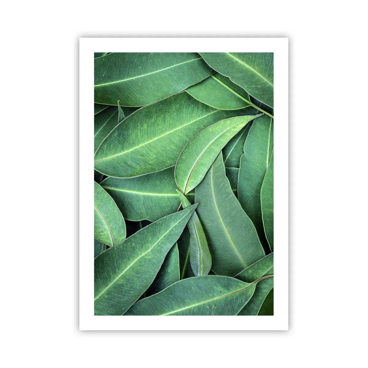 Poster - Grüne Blätter in einer dichten Komposition angeordnet - 50x70cm - Saftig und frisch - Moderne Wanddekoration für Wohnzimmer und Schlafzimmer ARTTOR