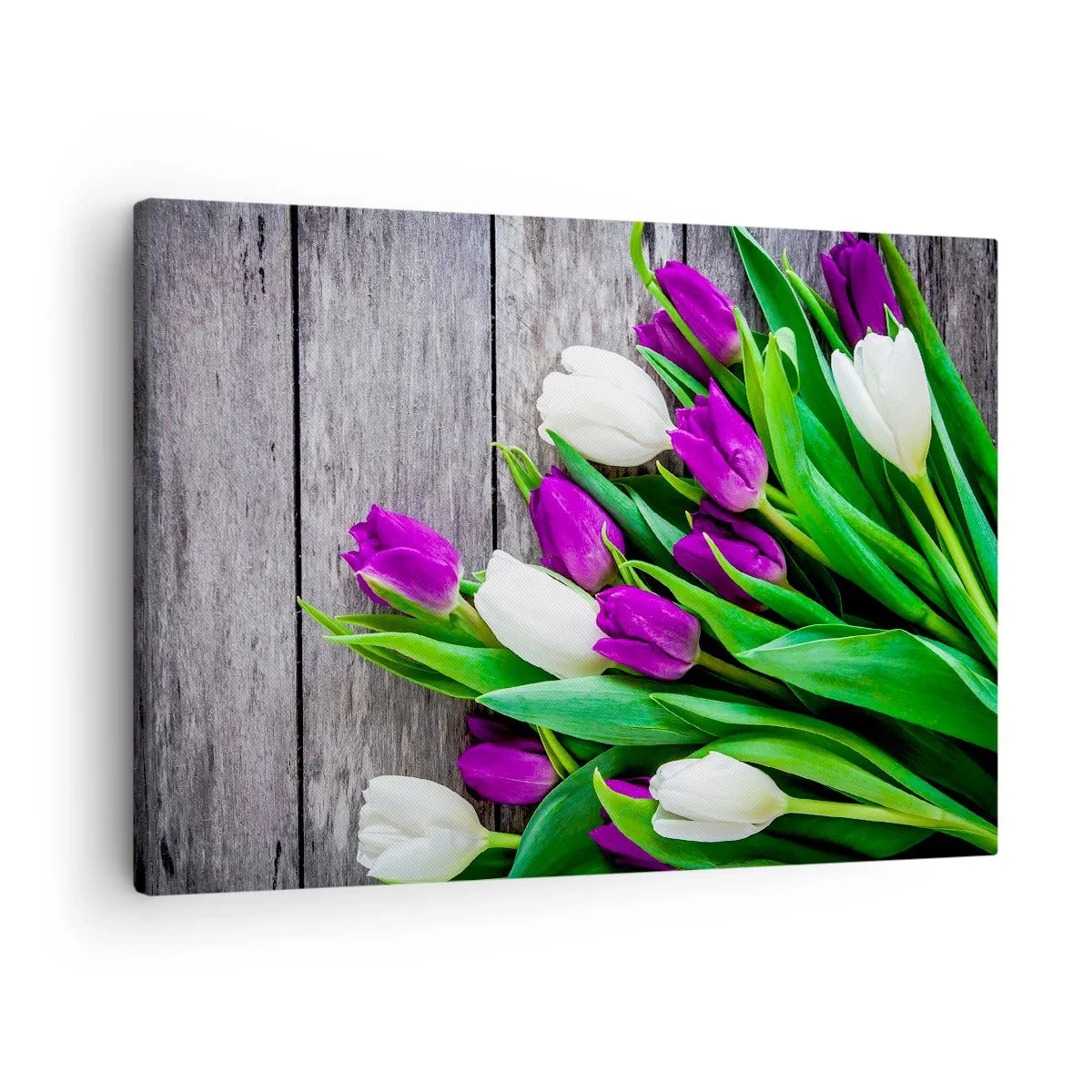 Bild auf Leinwand - Leinwandbild - Ein Strauß lila und weißer Tulpen auf einem hölzernen Hintergrund - 70x50cm - Am Tag der Frühlingsferien - Moderne Wanddekoration für Wohnzimmer und Schlafzimmer ARTTOR