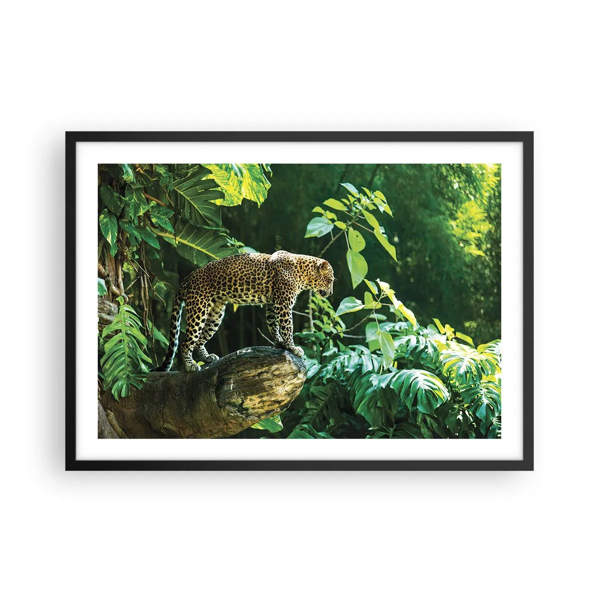 Poster in einem schwarzem Rahmen - Ein Leopard steht auf einem Felsen, umgeben von tropischer Vegetation - 70x50cm - Auf die Jagd? - Moderne Wanddekoration für Wohnzimmer und Schlafzimmer ARTTOR