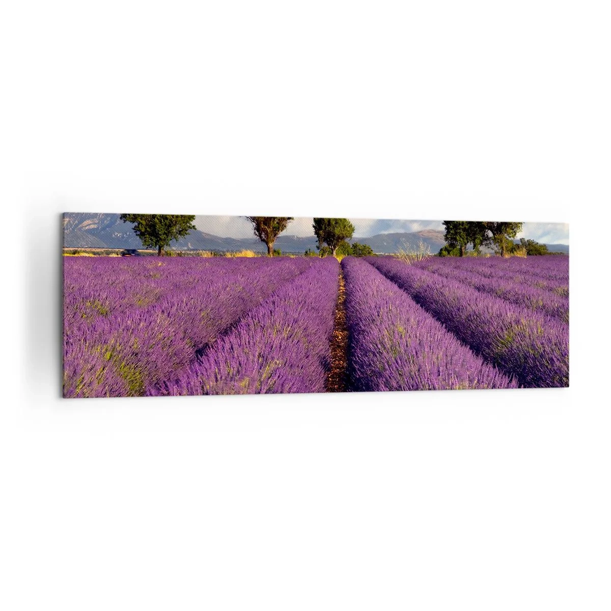 Bild auf Leinwand - Leinwandbild - Ein Lavendelfeld mit Bäumen vor der Kulisse von Bergen und Himmel - 160x50cm - Lavendelfelder - Moderne Wanddekoration für Wohnzimmer und Schlafzimmer ARTTOR