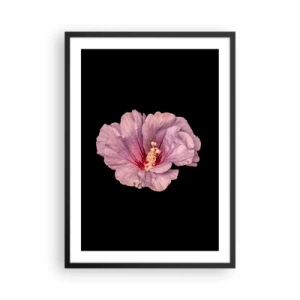 Poster in einem schwarzem Rahmen - Zarte rosa Hibiskusblüte auf schwarzem Hintergrund - 50x70cm - Direkt ins Herz - Moderne Wanddekoration für Wohnzimmer und Schlafzimmer ARTTOR