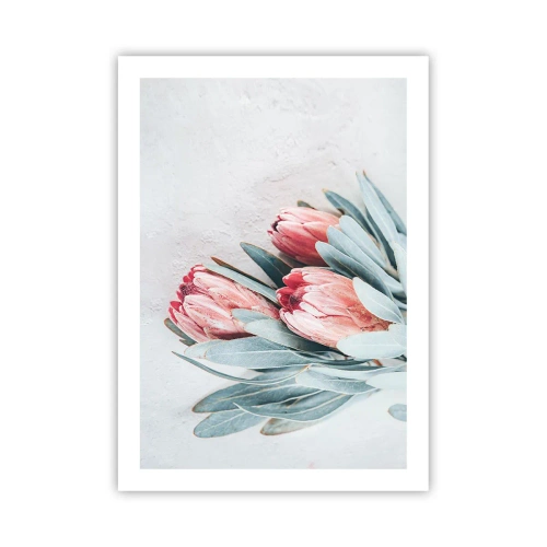 Poster - Eine subtile Komposition aus Protea-Blüten auf hellem Hintergrund - 50x70cm - Schämen sich für ihre eigene Schönheit - Moderne Wanddekoration für Wohnzimmer und Schlafzimmer ARTTOR