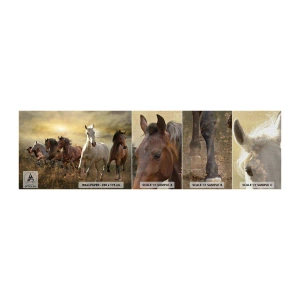 Fototapeten Muster Premium Canvas - Lang lebe die Freiheit! - Tiere, Pferd, Galopp - 100x30 cm