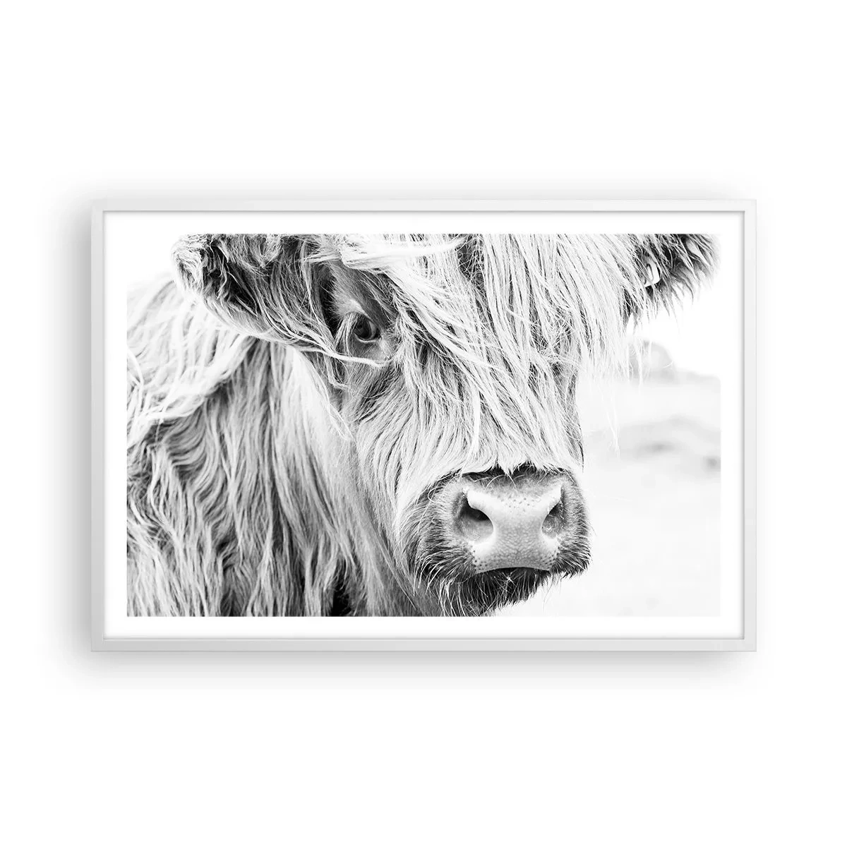 Poster in einem weißen Rahmen - Schottische Wildheit - 91x61 cm