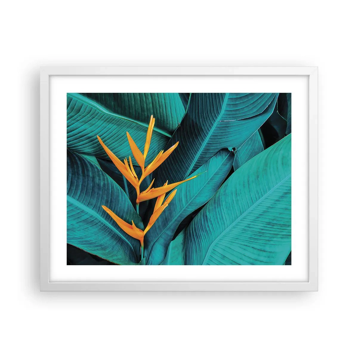 Poster in einem weißen Rahmen - Eden-Blume - 50x40 cm