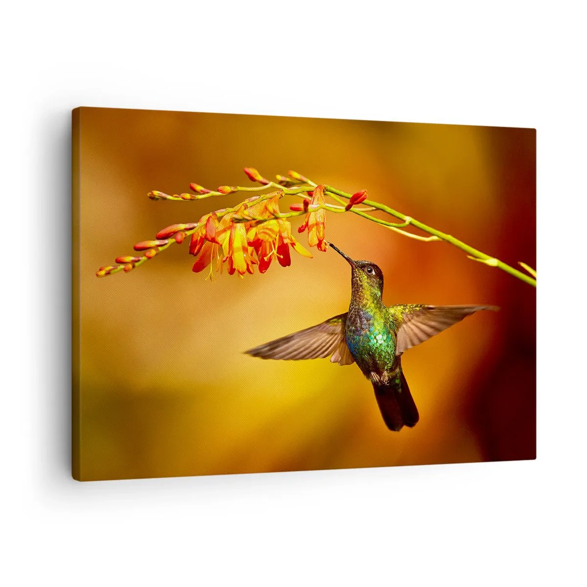 Bild auf Leinwand - Leinwandbild - Kolibri neben einer Blume im warmen Licht - 70x50cm - Ein Lichtbote nach den Maya - Moderne Wanddekoration für Wohnzimmer und Schlafzimmer ARTTOR