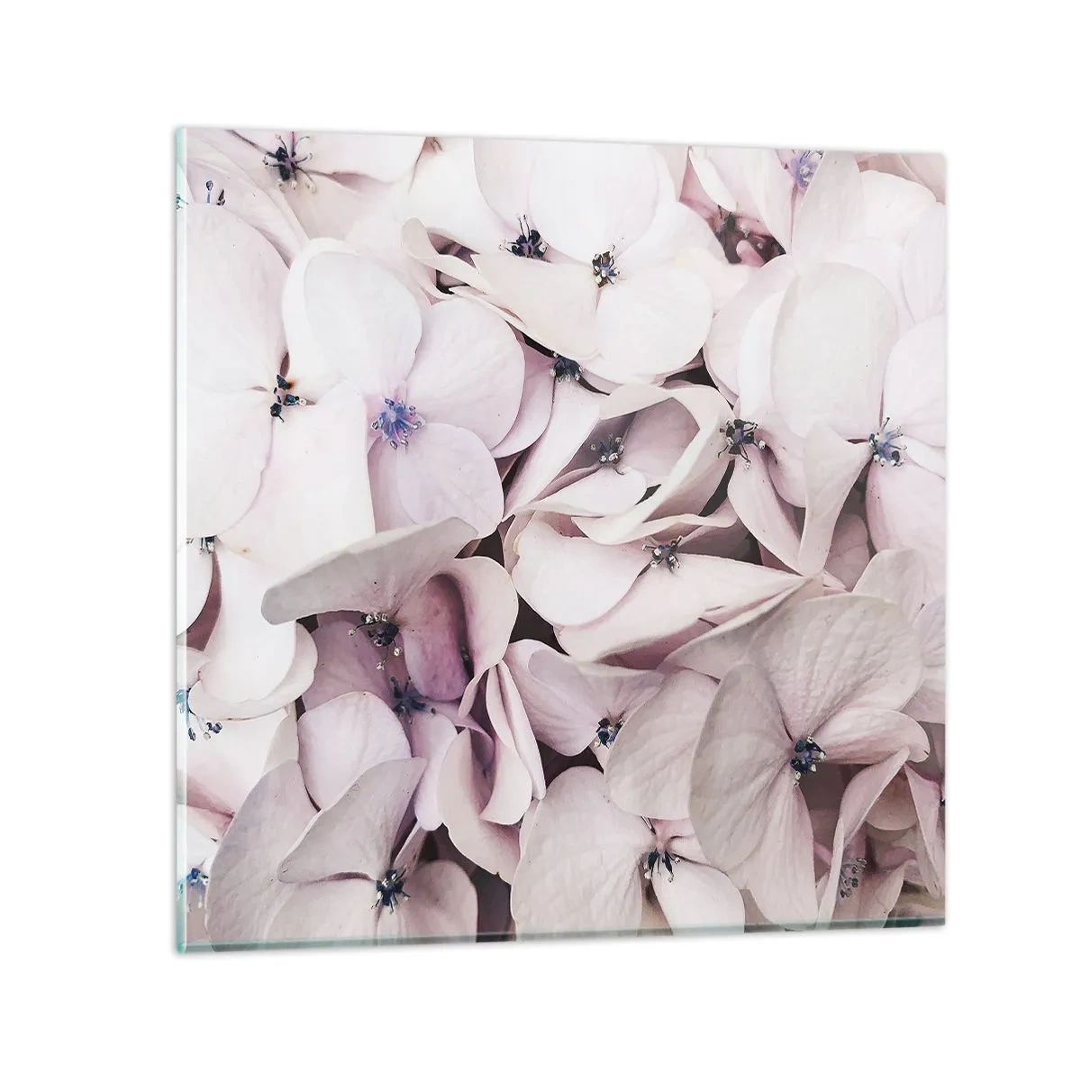 Glasbild - Bild auf glas - In einer Blumenflut - 60x60 cm