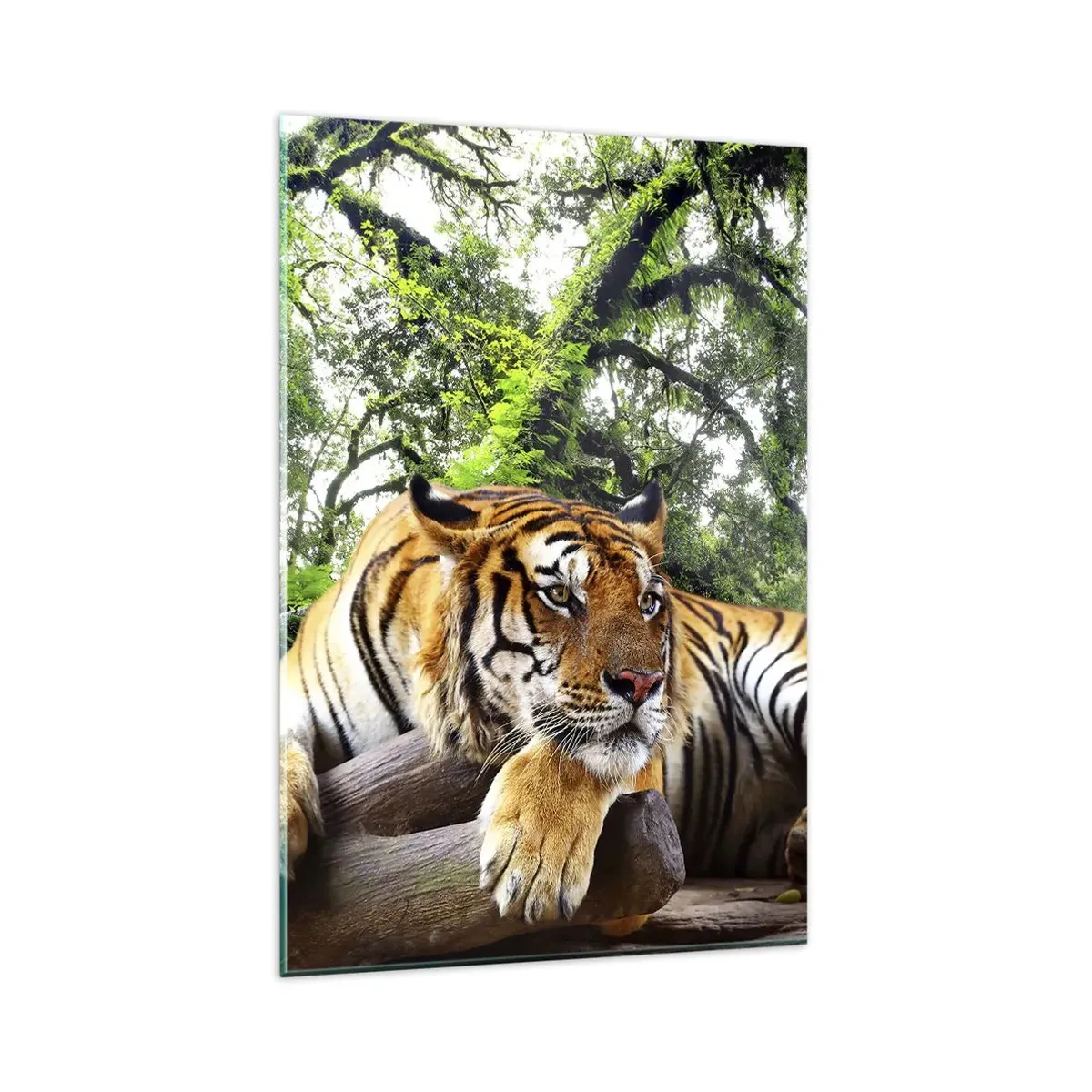 Glasbild - Bild auf glas - Ein Tiger ruht in einem tropischen Wald - 80x120cm - Hochachtungsvoll - Moderne Wanddekoration für Wohnzimmer und Schlafzimmer ARTTOR