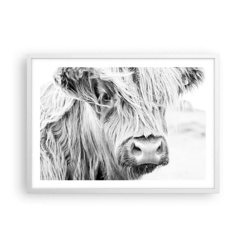Poster in einem weißen Rahmen - Schottische Wildheit - 70x50 cm