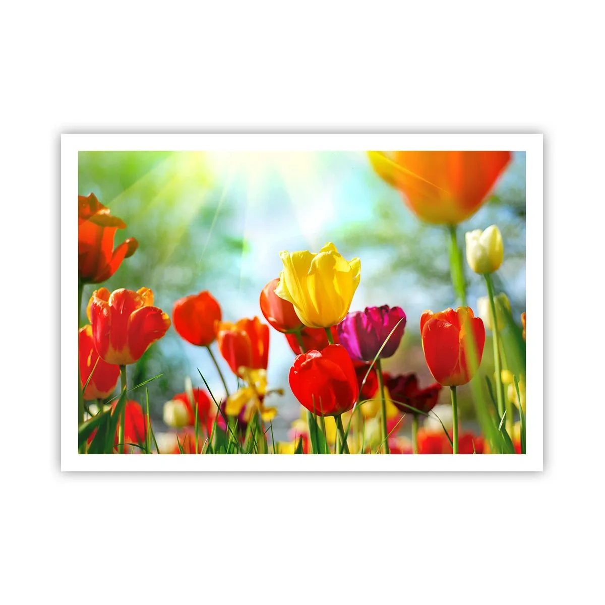 Poster - Bunte Tulpen im Sonnenschein - 100x70cm - Alle Farben der Sonne - Moderne Wanddekoration für Wohnzimmer und Schlafzimmer ARTTOR