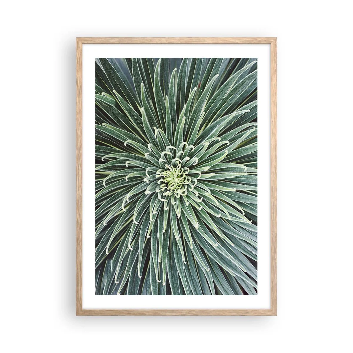 Poster in einem Rahmen aus heller Eiche - Ein Star ist geboren - 50x70 cm